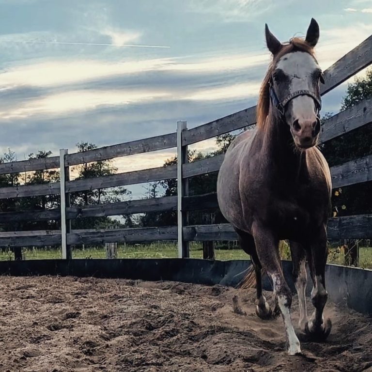 Roundpenarbeit und Ausbildung in Kolkwitz Wiesendorf