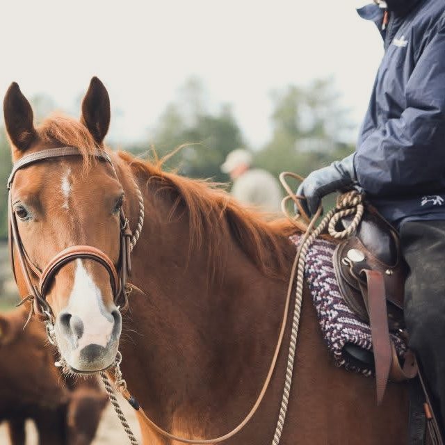 qualifizierter Reitunterricht bei Cottbus