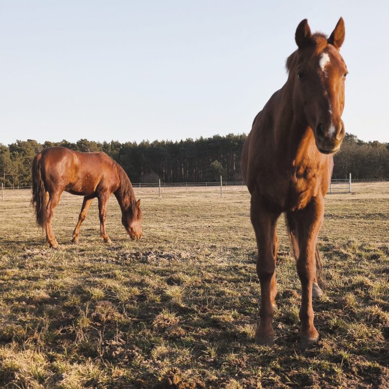 Quarter Horse Zucht mit eigenem Deckhengst mit Top Fohlen