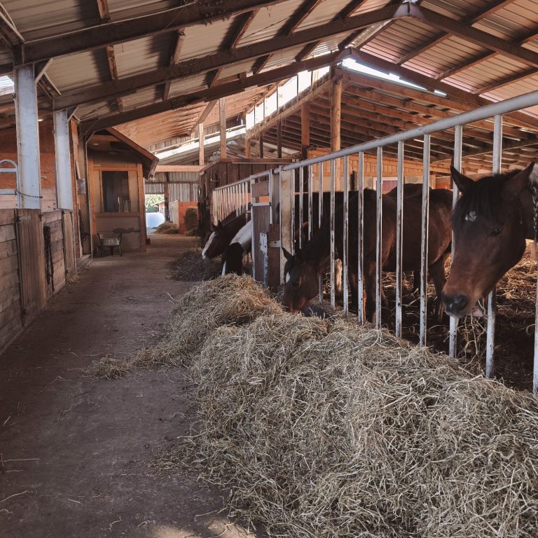 Pension mit Offenstall und Boxen für Pferde