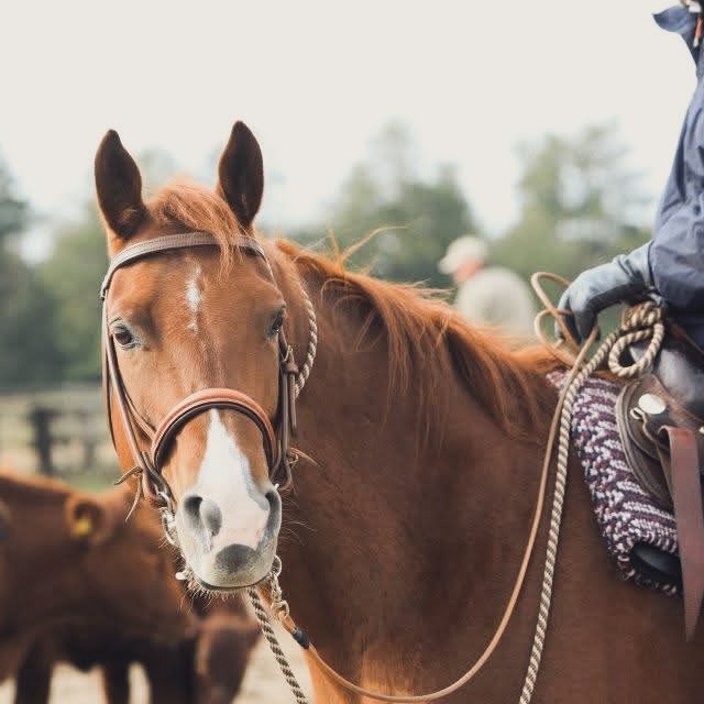 Braunes Pferd mit Reiter in Westernkleidung in ländlicher Umgebung.